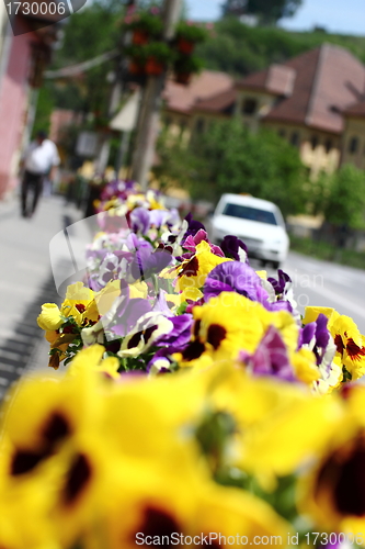 Image of city pansies