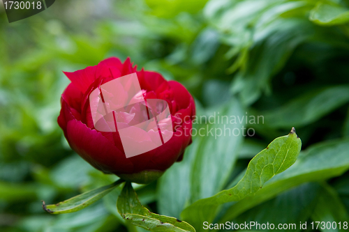 Image of Budding Red Flower