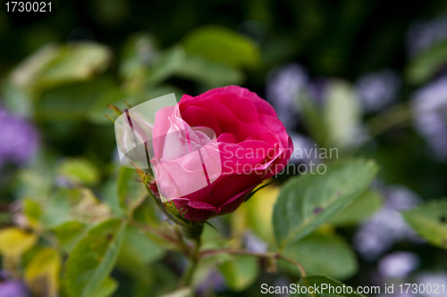 Image of A Red Rose