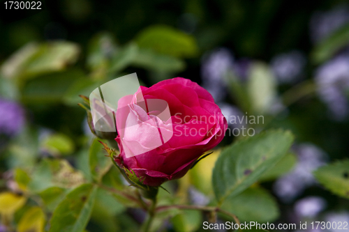Image of A Red Rose
