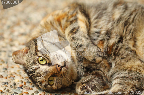 Image of A curious cat close-up.