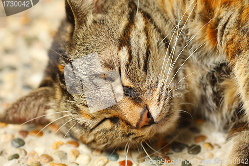 Image of Sleeping cat