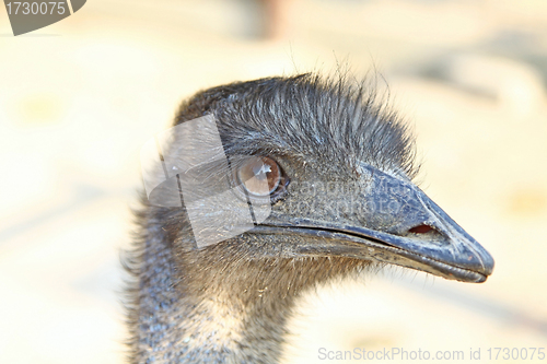 Image of Ostrich head