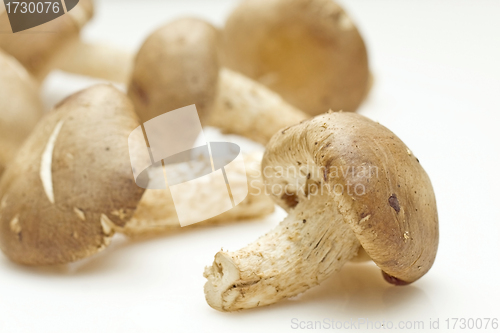 Image of Fresh shiitake mushroom on white background 