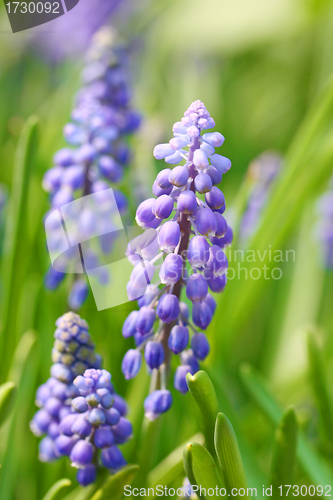 Image of Grape hyacinth