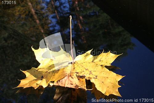 Image of Leaf with reflection