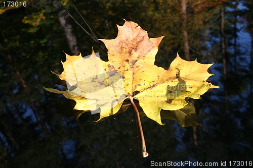 Image of Leaf