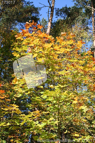 Image of October-colours in Sweden