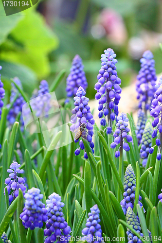 Image of Grape hyacinth in spring 