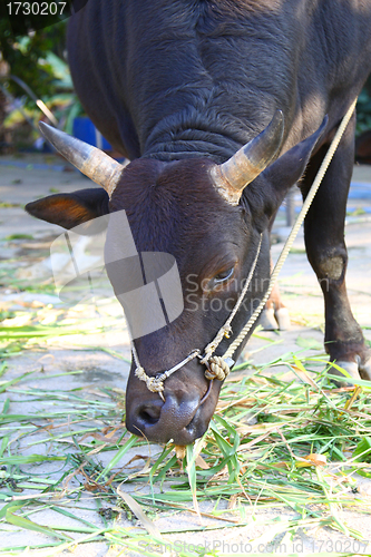 Image of Cow eating grasses