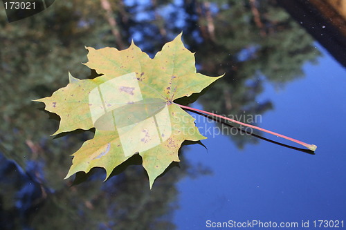 Image of Leaf in October with autumn-colours