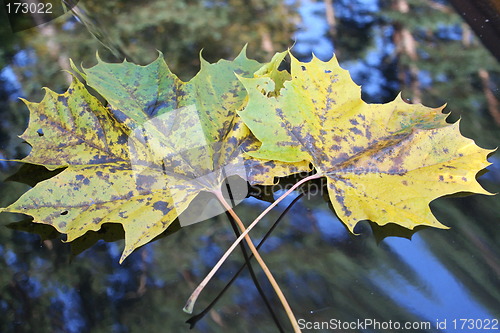 Image of Two leaves with autumn-colours