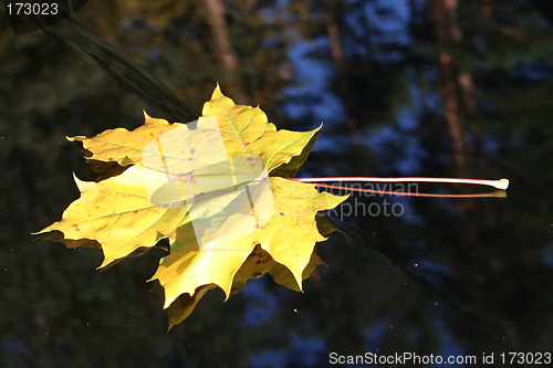 Image of Yellow leaf