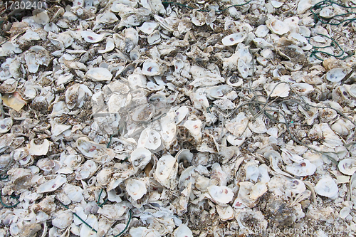 Image of Oyster shells on the ground