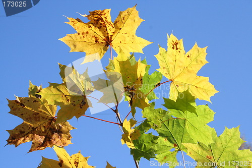 Image of Leaves against  the blue sky