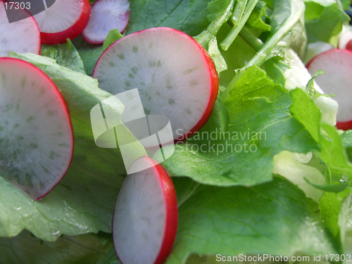 Image of Green salad with radish