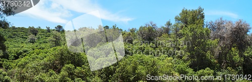 Image of Green hill covered with bushes and trees