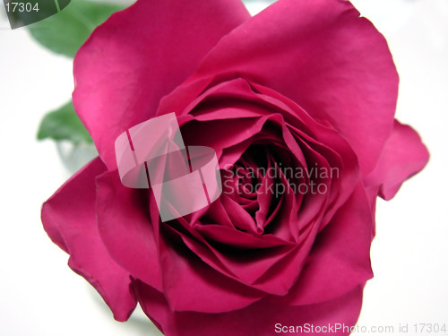 Image of Red rose