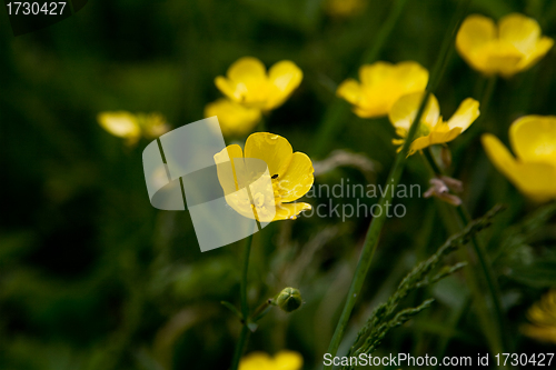 Image of Golden Buttercup