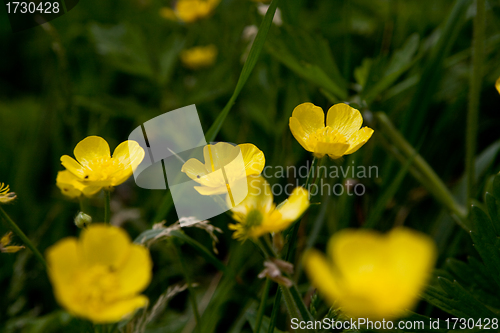 Image of Golden Buttercup
