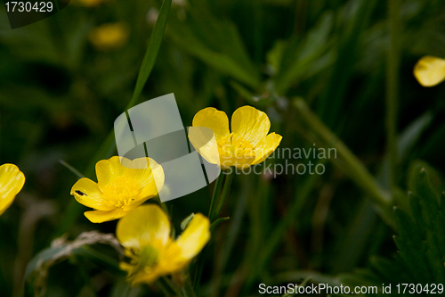 Image of Golden Buttercup