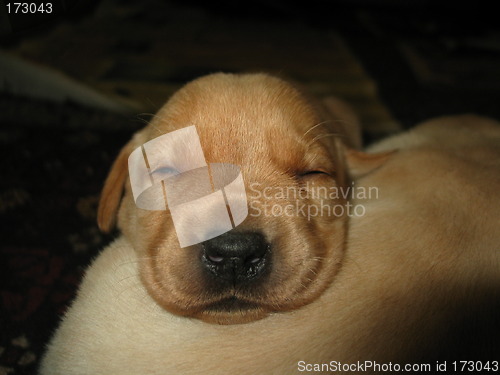 Image of Sleeping puppy