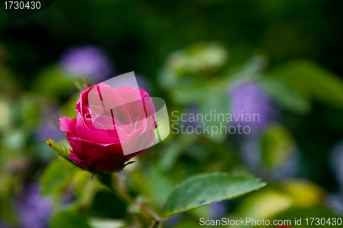 Image of A Red Rose