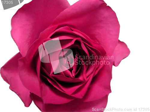 Image of Isolated red rose