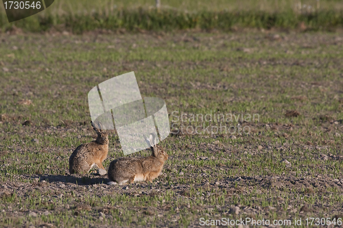 Image of hares