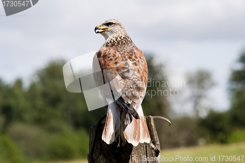 Image of buzzard