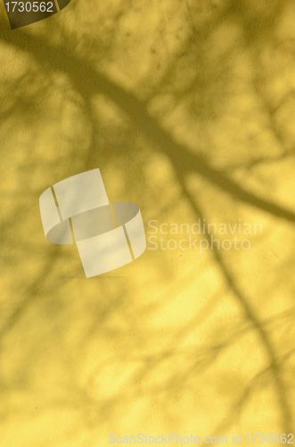 Image of Tree shadow on white wall. 