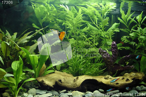 Image of Tropical freshwater aquarium