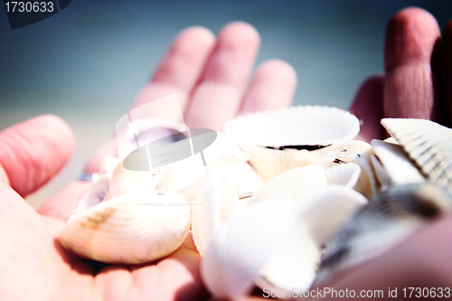 Image of Scallop