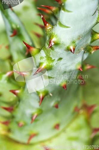 Image of Cap Aloe with thorns