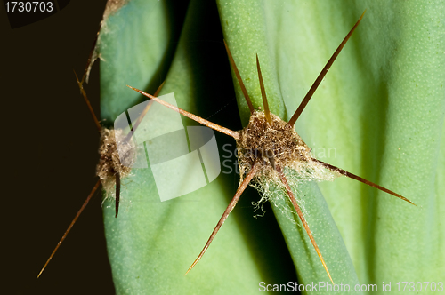 Image of cactus with thorns