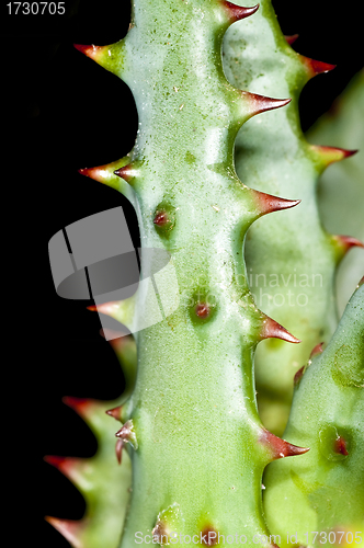 Image of Cap Aloe with thorns