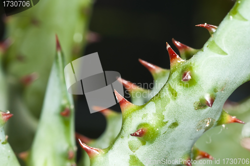 Image of Cap Aloe with thorns