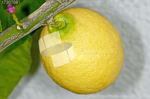 Image of citron at a tree