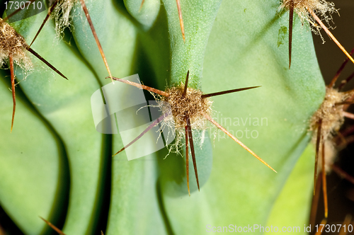 Image of cactus with thorns