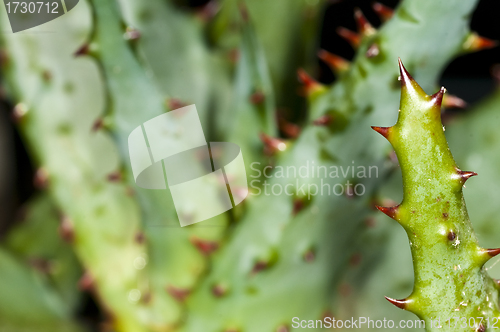 Image of Cap Aloe with thorns