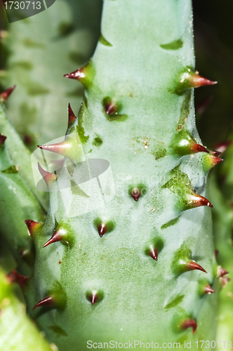 Image of Cap Aloe with thorns