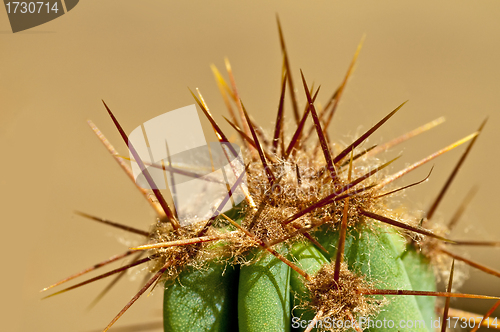 Image of cactus with thorns