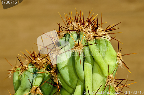 Image of cactus with thorns
