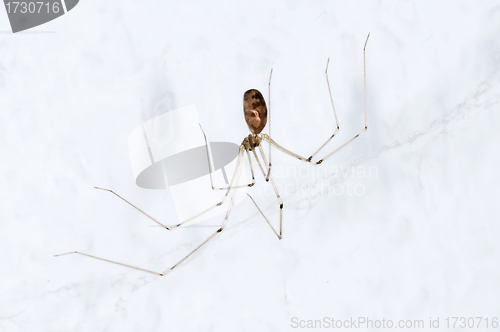 Image of daddy longlegs