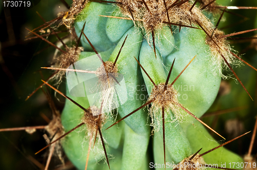Image of cactus with thorns