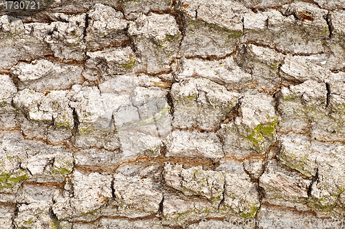 Image of bark