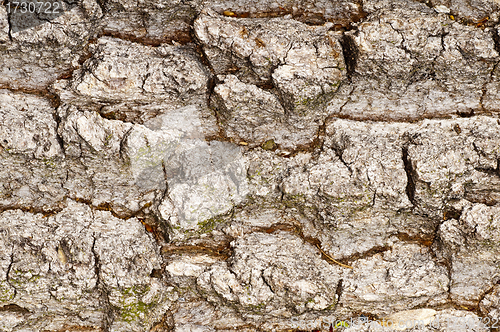 Image of bark