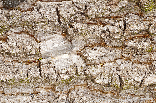 Image of bark