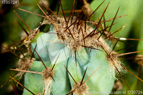 Image of cactus with thorns