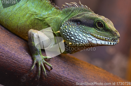 Image of Lizard